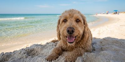 Dog on the beach at Cape San Blas Florida